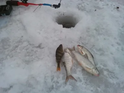 Недорогая рыбалка с отдыхом и проживанием на Волге | Рыболовная база в  Астрахани «Два Пескаря»