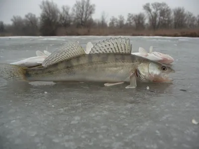 Где лучшая рыбалка в Астраханской области?