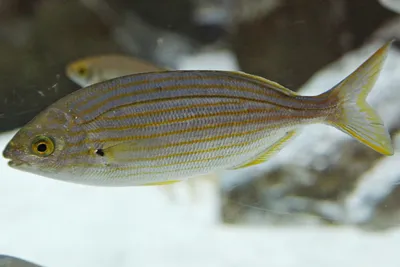 Зубаны, пагры, дорады и другие. Морские караси Адриатического моря. |  adriaticnature