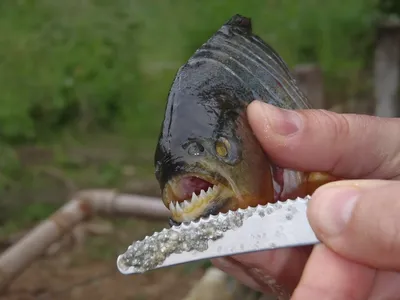 Арапайма гигантская или пираруку (лат. Arapaima gigas) – Интересные животные