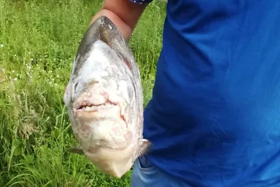 Рыбалка на могучей и опасной реке Амазонка с берега или лодки фото видео