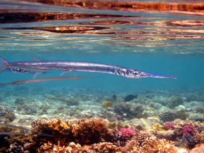 Вы видели рыб адаманского моря? | Поймать одну из TOP-10 ти рыб  андаманского моря — мечта каждого рыбака ☝ Рыбалка — самый популярный вид  туристического отдыха в Таиланде 🐟 Эта страна... | By Новая Школа  Приключений | Facebook