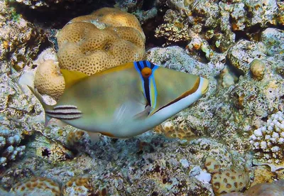 Школа Окуней Рыбы Симиланские Острова 20 2000е Море Таиланд — стоковые  фотографии и другие картинки Андаманское море - iStock