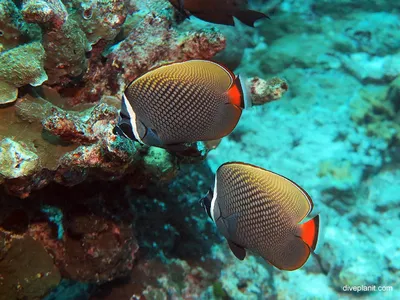 Butterflyfish | Рыбы Красного моря | Рыбы Красного моря