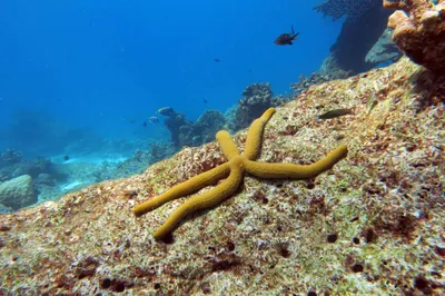 Картинки названия рыб красного моря (69 фото) » Картинки и статусы про  окружающий мир вокруг