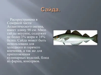 От берегов США могут навсегда уйти акулы и тунец