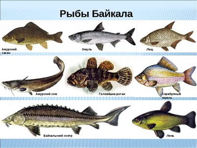 Байкальская рыба - описание, виды, рецепты