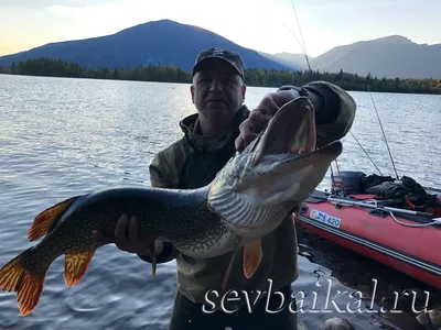 Какая рыба водится в Байкале | Природа и путешествия | Дзен