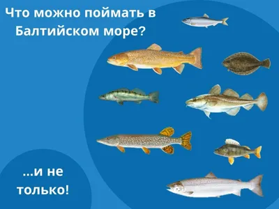 FishingBooker: Рыбалка в Балтийском море: все, что вам надо знать