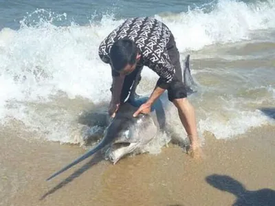 Рыба Балтийского моря признана опасной для здоровья