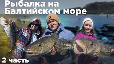 6 всех копченых рыб Балтийского моря шпротины сайры мойвы с H Стоковое Фото  - изображение насчитывающей кишки, еда: 132317396