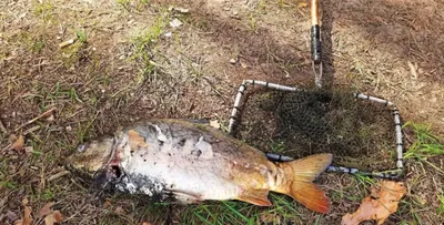 Какую рыбу ловят рыбаки в водоёмах Беларуси