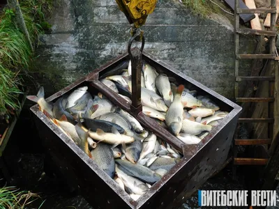 Тайны вилейских вод: как ловят браконьеров на самом крупном водохранилище  Беларуси | Могилевское областное управление департамента охраны МВД  Республики Беларусь