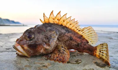 Морской дракон – опасная рыба Черного моря