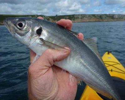 Опасно ли купаться в Черном море: взрыв Каховской ГЭС, акулы, сероводород |  «Красный Север»