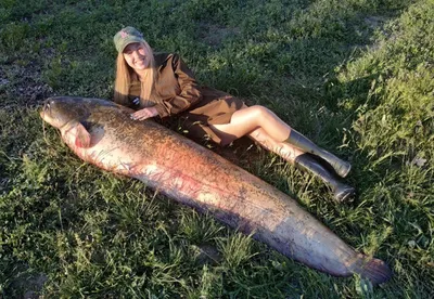 Шотландцы дождались своего водного чудовища