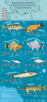 Какая рыба водится в Ростовской области? Памятка-инфографика | ВОПРОС-ОТВЕТ  | АиФ Ростов-на-Дону