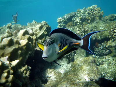 Fish surgeon. Red sea. Egypt - YouTube