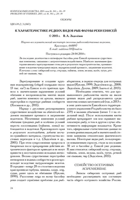 Рыбалка на Енисее 2024-2025: лучшие места, где можно ловить рыбу