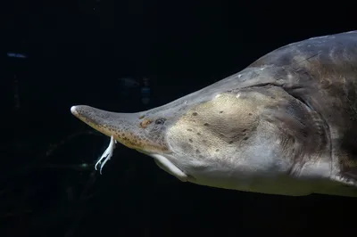 Морской окунь гиганта рыб стоковое изображение. изображение насчитывающей  вода - 49302011