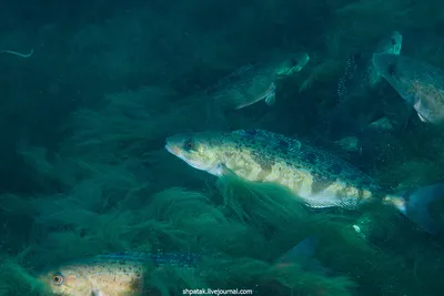 Фото рыб полуострова Гамова и Японского моря