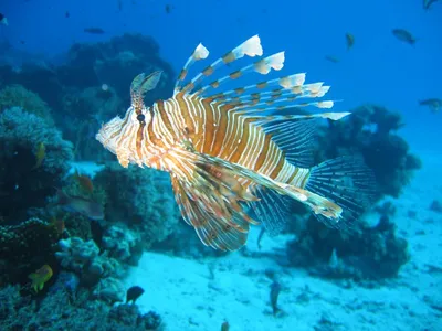 Рыбы в Индийском океане на Мальдивах Стоковое Фото - изображение  насчитывающей взгляд, экосистема: 58329088