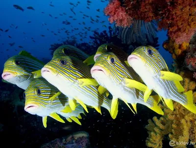 Оранжевый Пятнистый Спящий Goby В Крупным Планом Песок Просеивания Рыбы  Тропический Аквариум Домашнее Животное Из Индийского Океана — стоковые  фотографии и другие картинки Бычковые - iStock