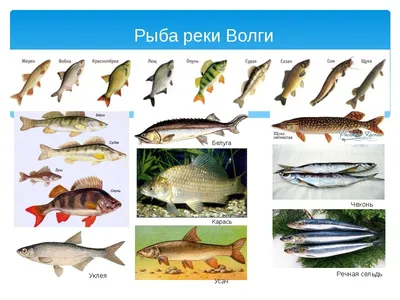 Рыба Игла необычный обитатель Волги и Камы, откуда появилась и почему у рыбы  иглы такой причудливый внешний вид, ответ ихтиолога | Заметки ихтиолога. |  Дзен