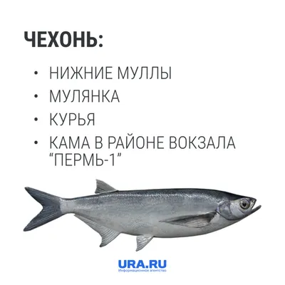 Браконьер из Перми поймал в Каме 600 рыб — Новости Перми и Пермского края -  Properm