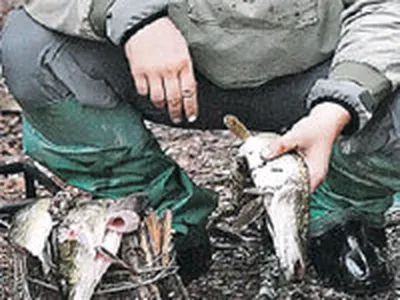 В Перми в Каме массово гибнет рыба