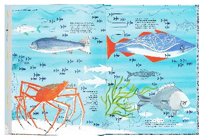 Хищная рыба исчезла из бассейна Карибского моря - Индикатор