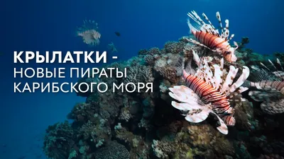 В Карибском море резко сократилась популяция коралловых рыб