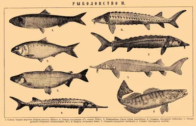 Прикаспийские страны продлили мораторий на вылов рыб осетровых пород —  МетеоЖурнал