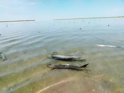 Каспийское море – Радио Искатель