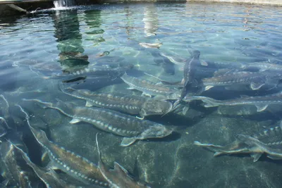 ГИБЕЛЬ РЫБЫ. Каспийское море, Атырауская область. Вода ушла, а рыба  осталась. - YouTube