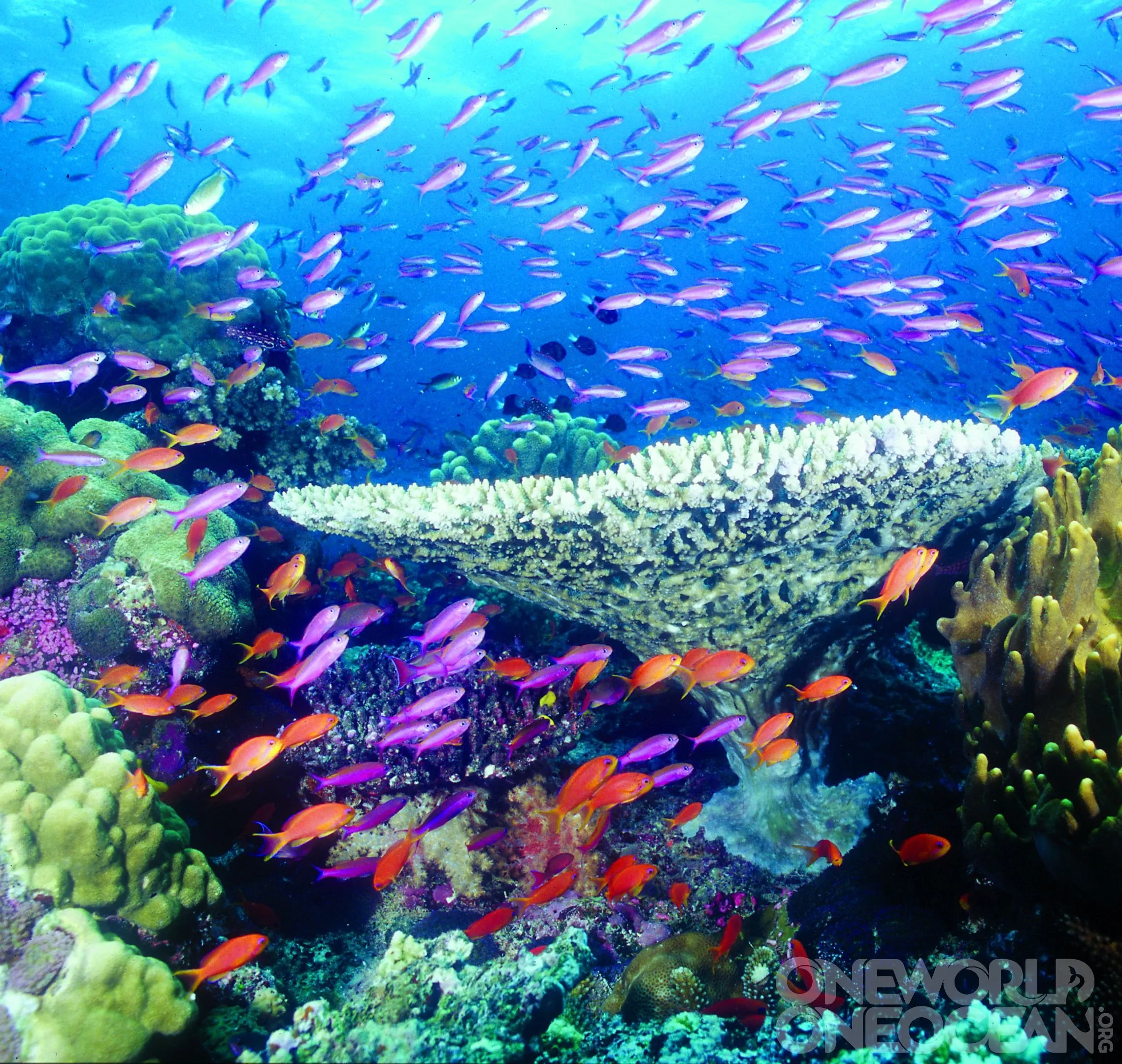 Экосистема кораллового рифа. Атлантический океан коралловый риф. Биоценоз кораллового рифа. Рыбки Карибский риф. Подводный риф риф.
