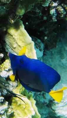 Мурена_Красное_море_Египет_murena_Red_Sea_Egypt_Krasnoe_more_Egipet_Gymothorax  — RedSea Life