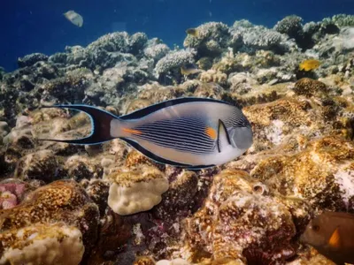 Шарм Эль Шейх - Подводный мир красного моря #ШармЭльШейх... | Facebook