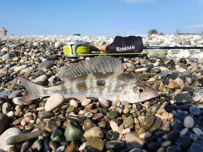 Морской брим (Gilthead, Sars Annularis) из Крыма Стоковое Фото -  изображение насчитывающей рыбы, пепельнообразные: 162566366