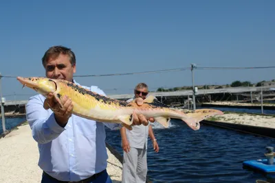 Рыбный рынок в Феодосии. Почём в Крыму свежая морская рыба? | Дневник  отчаянных пенсионеров | Дзен