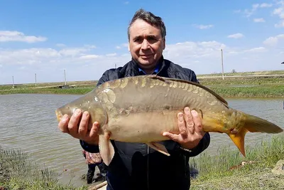 Цены на свежую рыбу в Крыму в августе