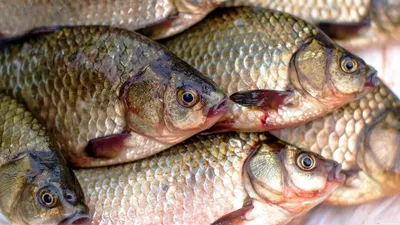 Производство лососевых на Кубани выросло вдвое | ИА Красная Весна