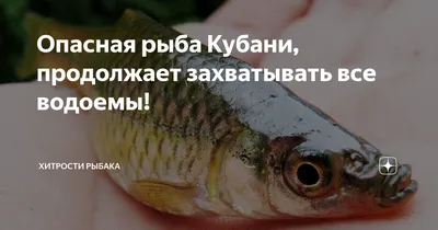 Опасная рыба Кубани, продолжает захватывать все водоемы! | Хитрости Рыбака  | Дзен