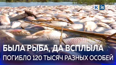 Врач рассказал, как правильно выбрать рыбу, чтобы не отравиться. 27 июня  2023 г. Кубанские новости