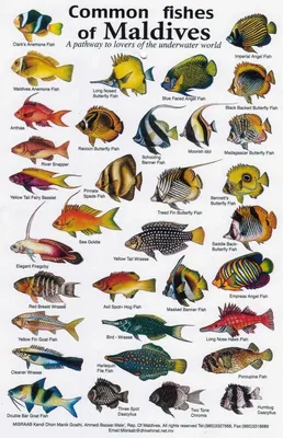 Виды рыб на Мальдивах | Fish chart, Types of fish, Marine fish