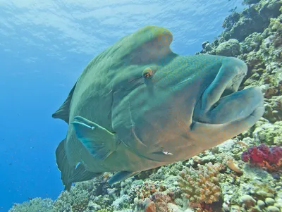 World Fishing - Coral trout на Мальдивах! Мальдивы... | Facebook