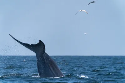 Рыбы охотского моря фото фотографии