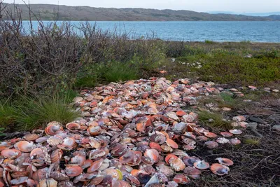 На берег Охотского моря выбросился гигантский косяк сельди - РИА Новости,  12.05.2021