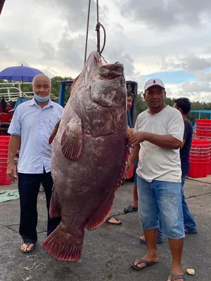 Найденная в морской воде ДНК раскрыла тайны крупнейшей рыбы - Индикатор