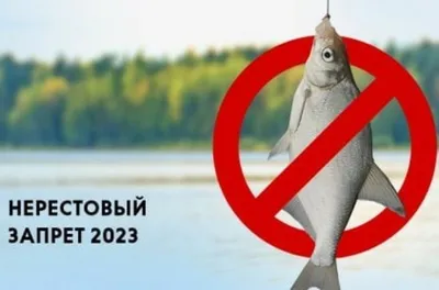 В Московской области планируется вырастить около 5 тонн рыбы в 2017 году |  Главные Новости Подмосковья